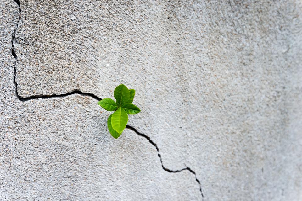 Small plant growing on concrete wall